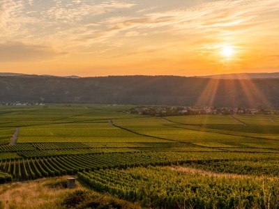 Holiday apartment "Riesling" - Outdoor photo 13