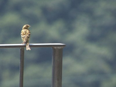 Holiday apartment Chianti - Outdoor photo 5
