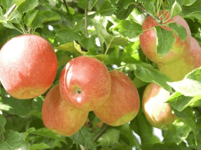 Holiday apartment Stöckerhof - Outdoor photo 18