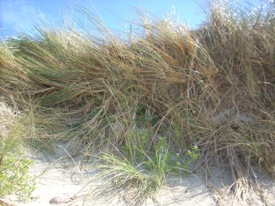 Holiday house La Petite Brise - Environment photo 17