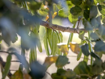 Holiday house Baras garden house with a large pool - Outdoor photo 8