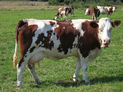 Holiday house Farmside Cottage in Mirabel - Environment photo 32