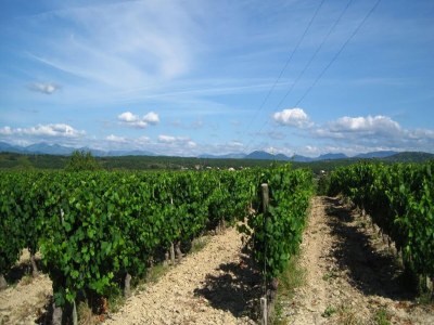 Holiday house Farmside Cottage in Mirabel - Environment photo 34