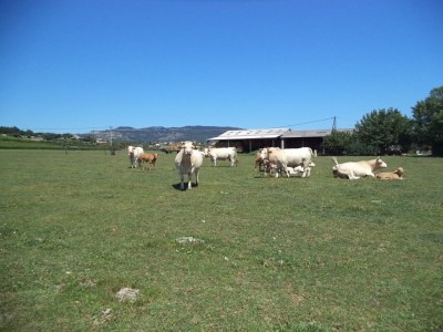 Holiday house Farmside Cottage in Mirabel - Environment photo 38