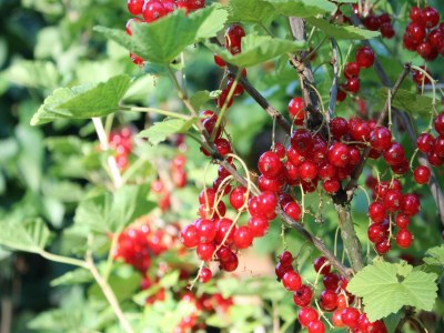 Apartment Wohnung in Pepelow in Meeresnähe - Outdoor photo 9