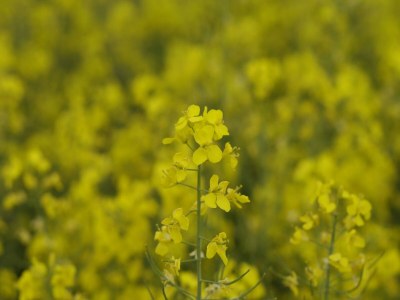 Apartment Wohnung in Pepelow in Meeresnähe - Environment photo 27