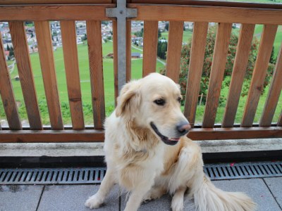 Farmhouse Pircherhof - Environment photo 15