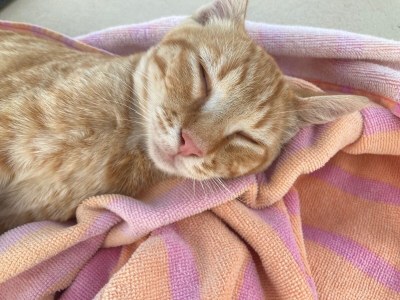 Holiday house Loggia Paradiso - Outdoor photo 20