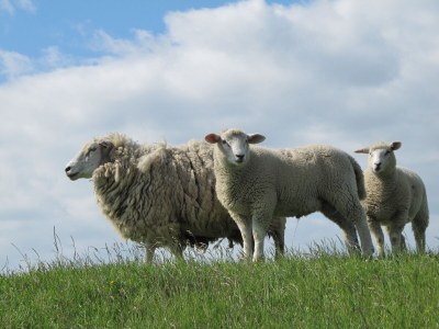 Holiday house "Lust auf Meer" holiday home - Outdoor photo 9