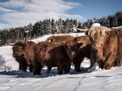 Apartment naturApart - Environment photo 18