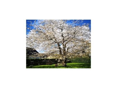 Holiday house Gustow Garden Retreat - Outdoor photo 4