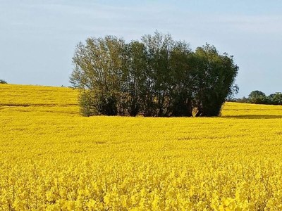 Bungalow Schöner Bungalow am Meer in Elmenhorst - Environment photo 25