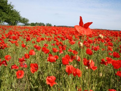 Apartment Ferienwohnung Rerik mit eingezäuntem Garten - Outdoor photo 18