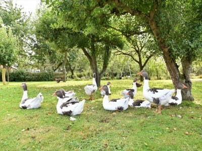 Holiday house Modernes Ferienhaus in Thorstorf mit Sauna - Outdoor photo 6