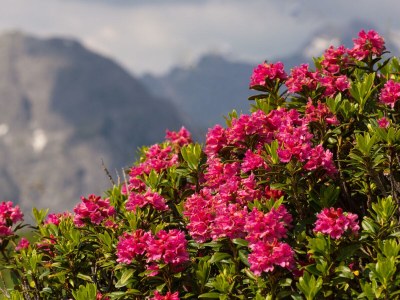 Holiday apartment Haus Sonneck - Environment photo 16