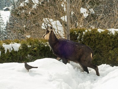 Holiday apartment Haus Sonneck - Environment photo 22