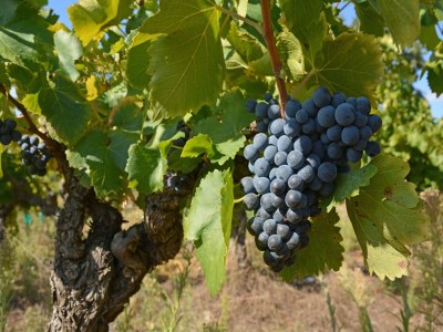 Villa Geräumige Villa mit Pool - Environment photo 32