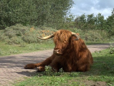 Holiday apartment Marshallstraat 1 - Environment photo 21