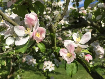 Holiday apartment Small garden apartment - Features photo 11