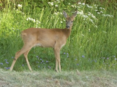 Holiday apartment A Parterre - Outdoor photo 11