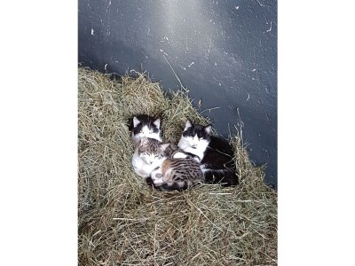 Holiday apartment Haus Burbach - Environment photo 18