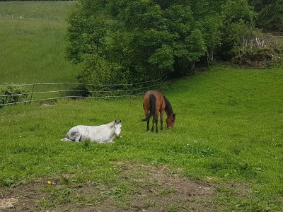 Holiday apartment Haus Burbach - Environment photo 23