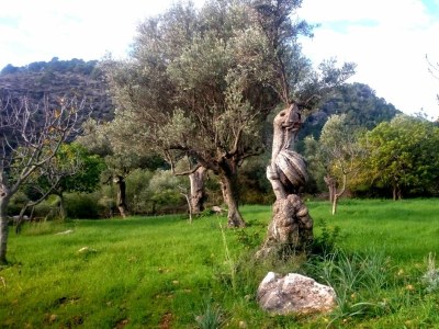 Chalet Ca Na Carme (Alaronera) - Environment photo 28