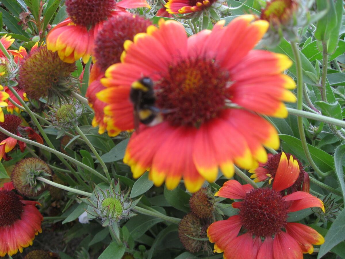 Holiday house Ferienhaus in Neubukow mit Terrasse - Outdoor photo 4