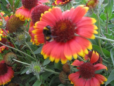 Holiday house Ferienhaus in Neubukow mit Terrasse - Outdoor photo 4
