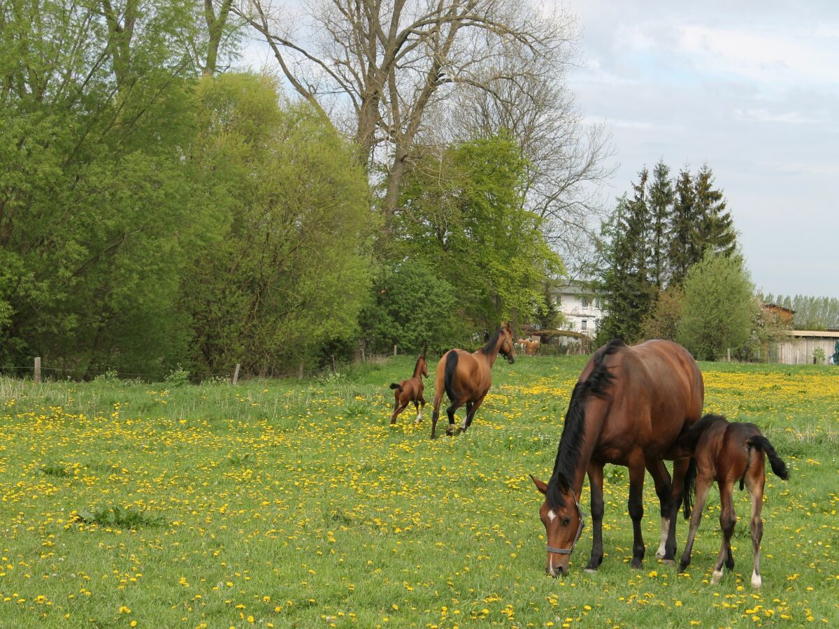 Holiday house Ferienhaus nahe Ostseeküste und Wald - Outdoor photo 4