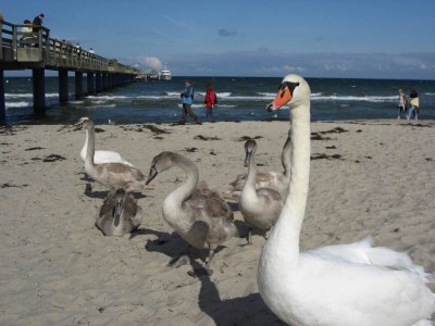 Holiday house Ferienhaus nahe Ostseeküste und Wald - Outdoor photo 40
