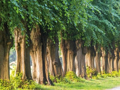 Bungalow Schönes Ferienhaus in Biendorf mit Garten - Environment photo 24