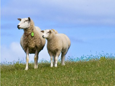 Holiday house Friese Antillen - Environment photo 23