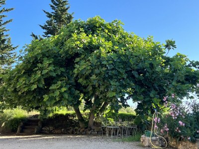 Villa Rosa dei Venti - Outdoor photo 15