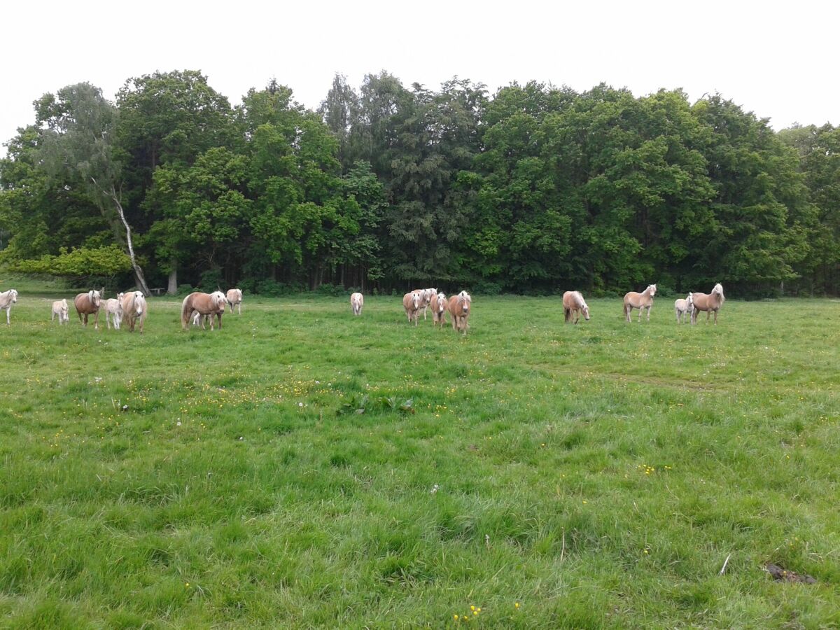 Apartment Wohnung in Zarnewanz nahe Ostsee - Outdoor photo 2