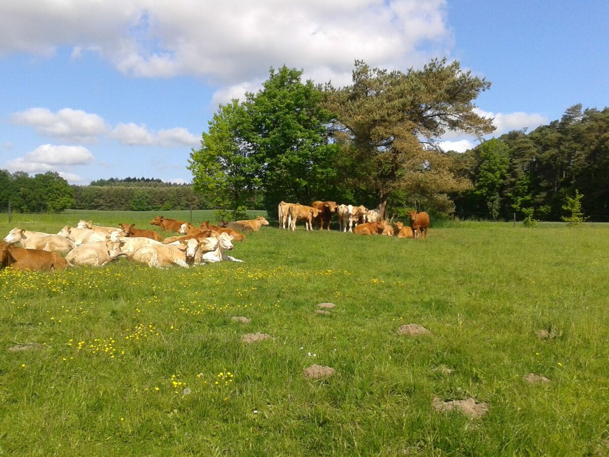 Apartment Wohnung in Zarnewanz nahe Ostsee - Outdoor photo 3