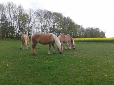 Apartment Wohnung in Zarnewanz nahe Ostsee - Environment photo 21