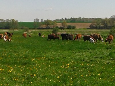 Apartment Wohnung in Zarnewanz nahe Ostsee - Environment photo 32
