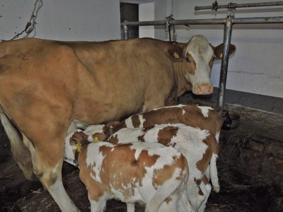 Holiday house Holiday home in Hermagor - Outdoor photo 5