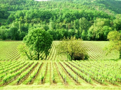 Holiday house Cottage in Vézac near Forest and Lake - Environment photo 21