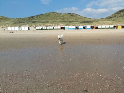 Holiday apartment Duinoord Nr. 9 - Environment photo 24