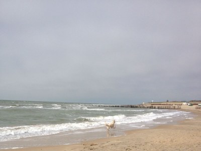 Holiday apartment Duinoord Nr. 15 - Environment photo 18