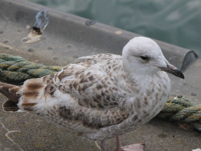Holiday apartment Komfortferienwohnung Nr. 204 in Sassnitz - Environment photo 31