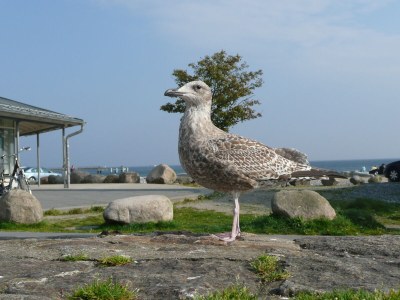 Holiday apartment Komfortferienwohnung Nr. 204 in Sassnitz - Environment photo 39