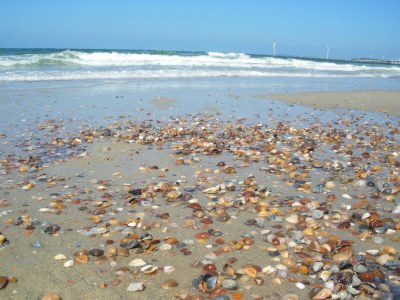 Holiday house North Sea Villa Zeeland - Environment photo 32