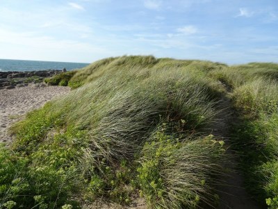 Holiday house Cottage in Cosqueville near Normandy Coast - Environment photo 25