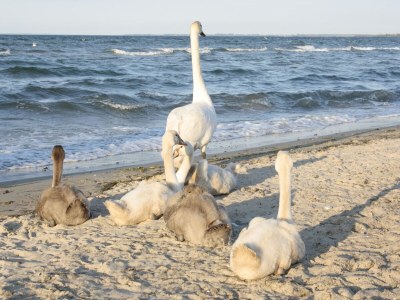 Apartment Wohnung in Teßmannsdorf mit Garten - Outdoor photo 40