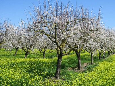 Holiday house Casa dels Angels - Environment photo 40