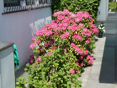 Holiday apartment Hanssen in Lindau/Lake Constance - Outdoor photo 13