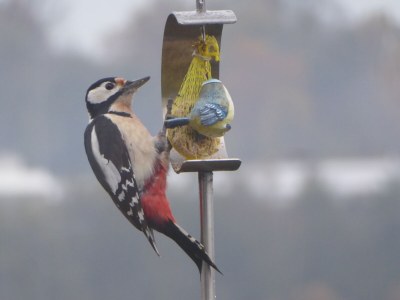 Holiday apartment Hanssen in Lindau/Lake Constance - Environment photo 39